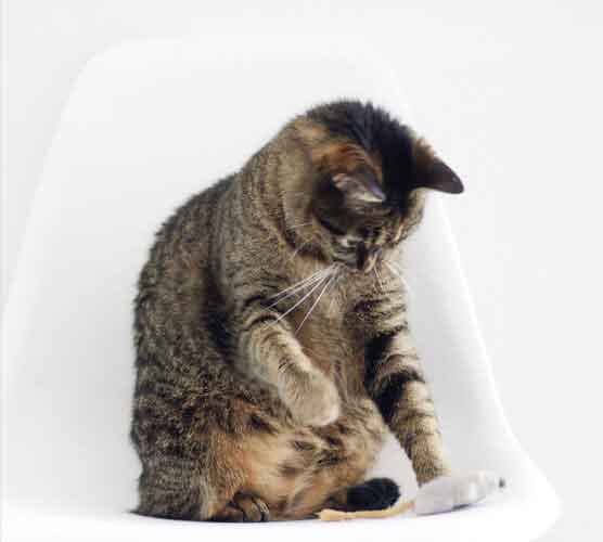 智能且具有自主学习能力的ddos测压网站